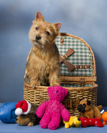 Beautiful Norwich Terrier portrait