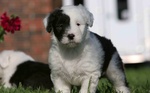 Beautiful Old English Sheepdog puppy