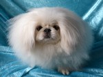 Beautiful Pekingese dog 