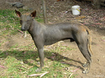 Beautiful Peruvian Hairless Dog