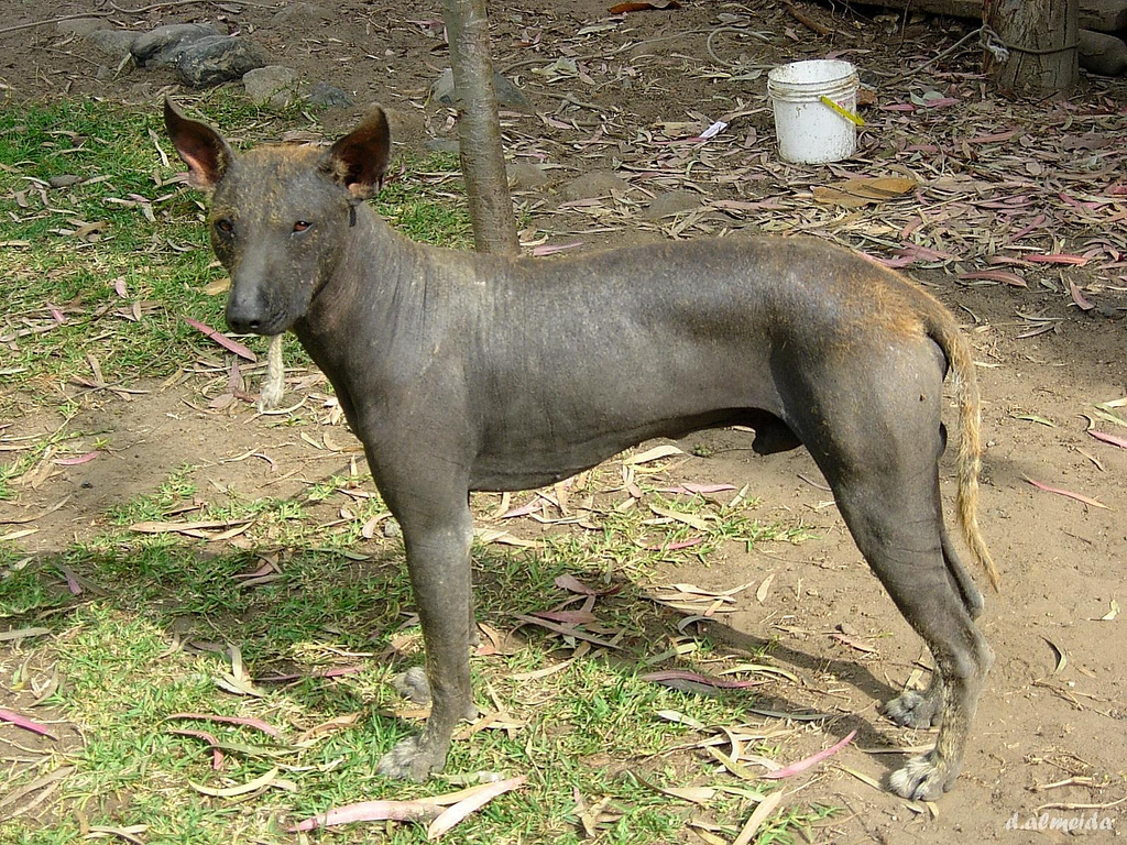 Красивая перуанская голая собака фото