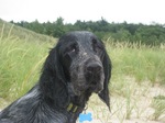 Beautiful Picardy Spaniel dog