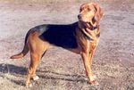 Beautiful Polish Hound dog