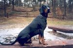 Beautiful Polish Hunting Dog 