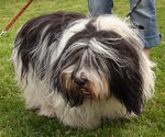 Beautiful Polish Lowland Sheepdog 