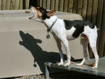 Beautiful  Rat Terrier dog