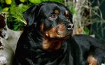 Beautiful Rottweiler dog 