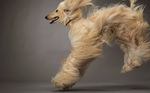 Beautiful running Afghan Hound