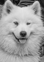 Beautiful Samoyed dog