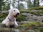 Beautiful Sealyham Terrier dog 