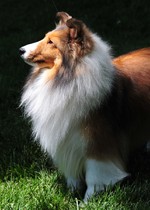 Beautiful Shetland Sheepdog 