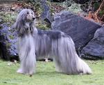 Beautiful silver Afghan Hound