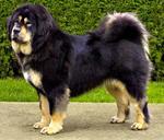 Beautiful Tibetan Mastiff dog