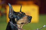 Beautiful Toy Manchester Terrier dog