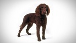 Beautiful Tweed Water Spaniel dog