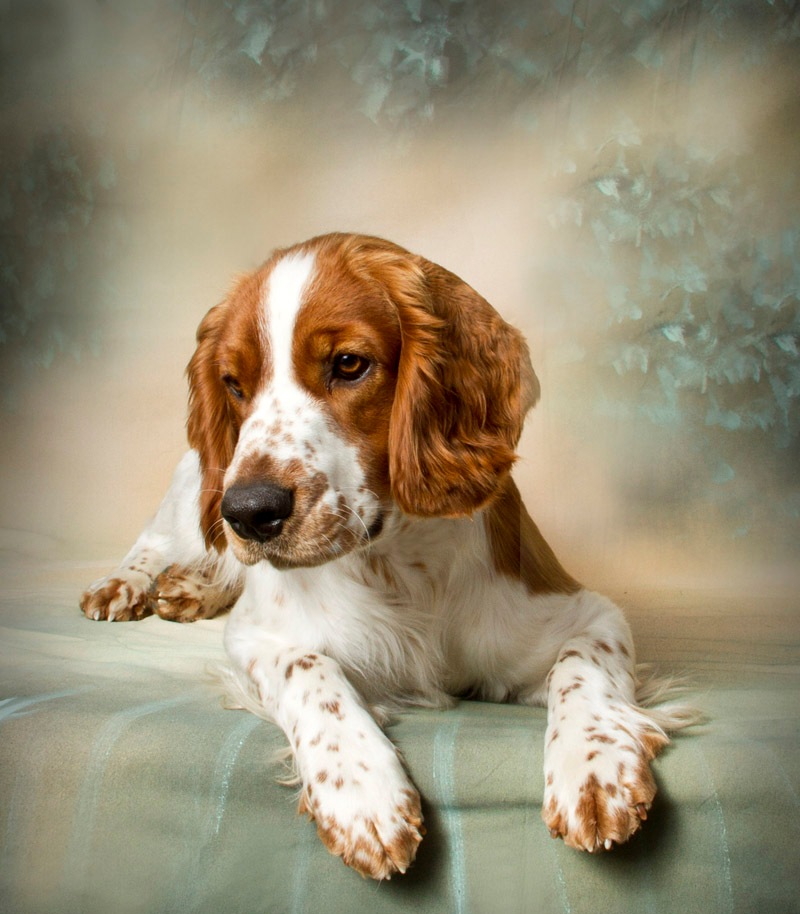 orange and white springer spaniel