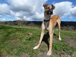 Beautiful Whippet dog