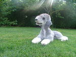 Bedlington Terrier Bandit