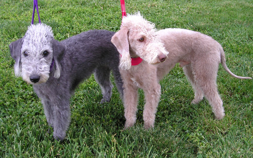 Bedlington Terrier wallpaper