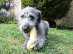 Bedlington Terrier with a toy