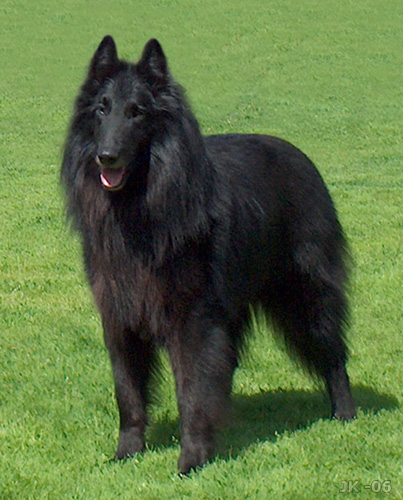 Belgian Shepherd Dog (Groenendael) wallpaper