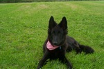 Belgian Shepherd Dog (Groenendael) with his toy