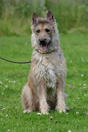 Belgian Shepherd Dog (Laekenois) wallpaper