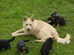 Belgian Shepherd Dog (Laekenois) with puppies