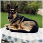 Belgian Shepherd Dog (Malinois) on the table