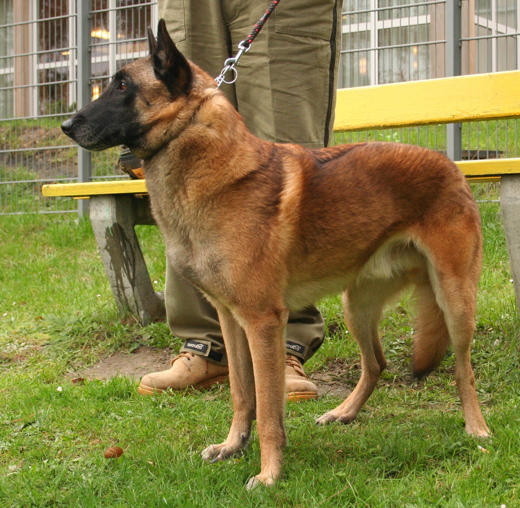 belgian shepherd dog malinois photo