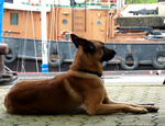 Belgian Shepherd Dog (Malinois) in the port