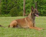 Belgian Shepherd Dog (Malinois) Rocky