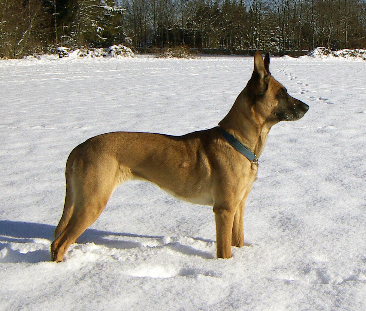Belgian Shepherd Dog (Malinois) in the snow wallpaper