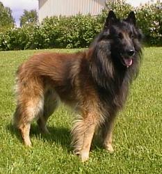 Belgian Shepherd (Tervuren) wallpaper