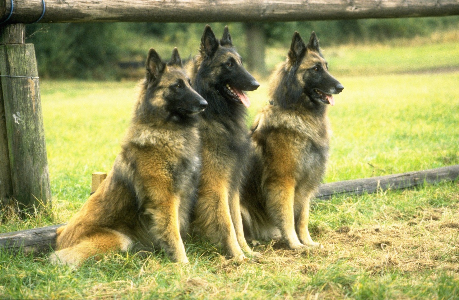 Three Belgian Shepherd (Tervuren) dogs wallpaper
