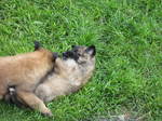 Two Belgian Shepherd (Tervuren) dogs