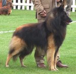 Belgian Shepherd (Tervuren) with his master