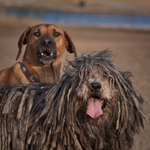 Bergamasco Shepherd with friend