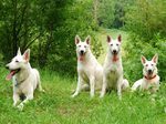 Berger Blanc Suisse in the forest