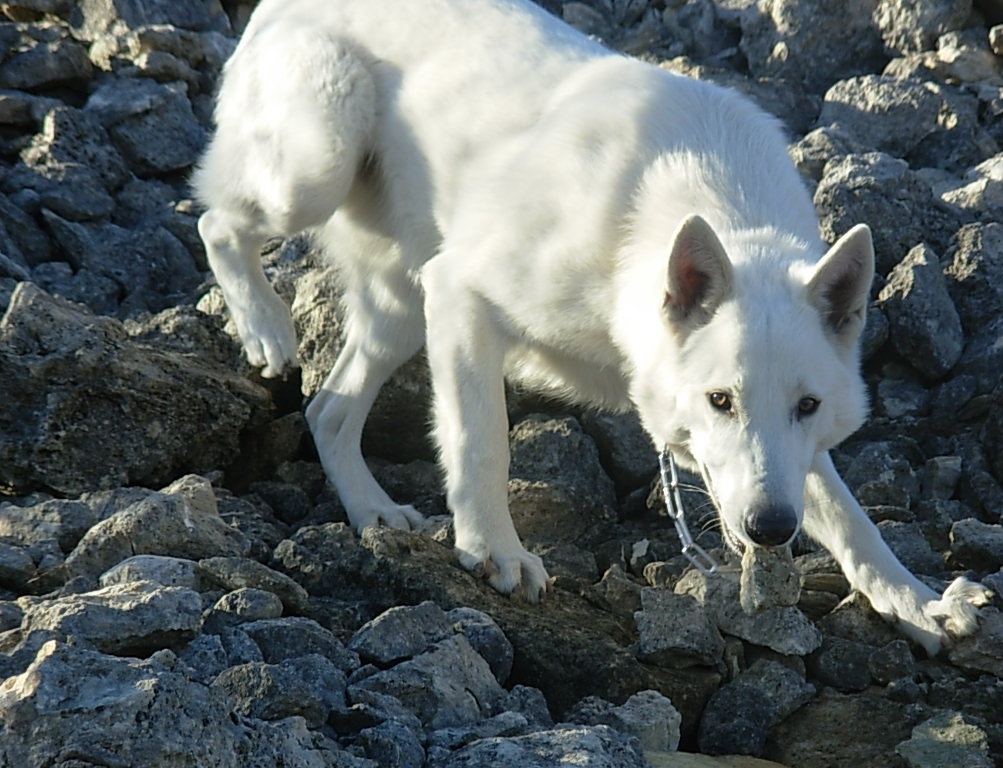 Белая швейцарская овчарка на скалах фото