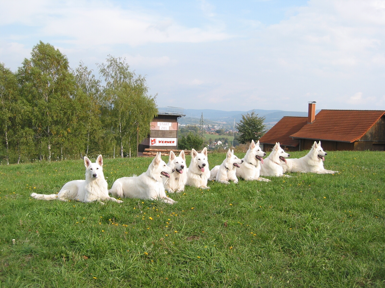 Berger Blanc Suisse wallpaper