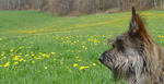 Пикардийская овчарка и поле цветов