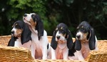 Berner Laufhund dogs basket