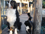 Bernese Mountain Dog and cat