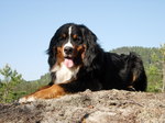 Bernese Mountain Dog on the hill