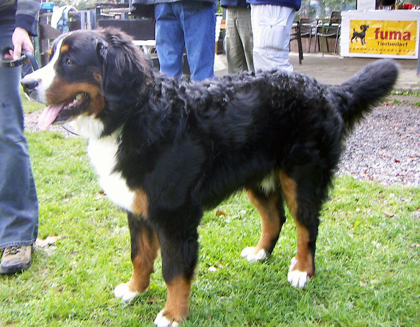 Bernese Mountain Dog wallpaper