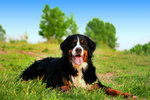 Bernese Mountain Dog