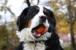 Bernese Mountain Dog with his toy