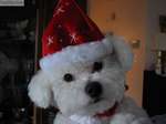 Bichon Frisé dog in the New Year hat