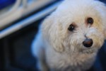 Bichon Frisé dog looking at you